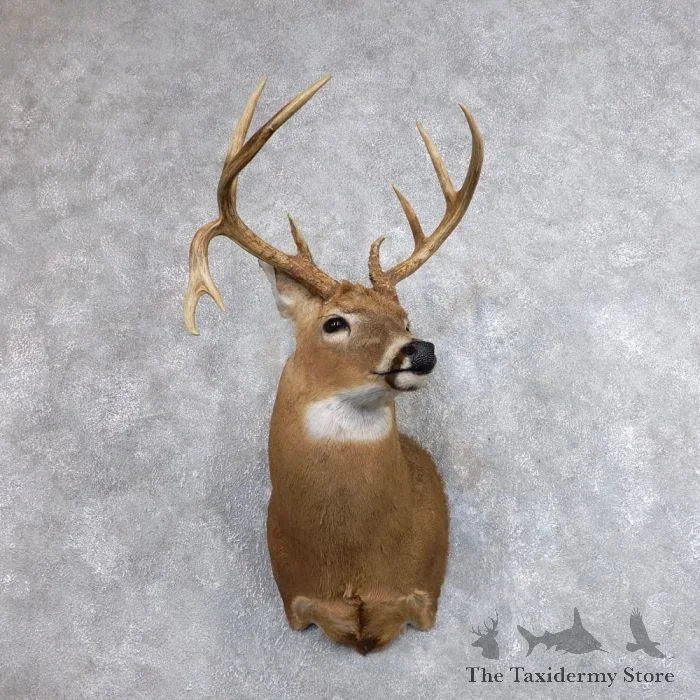 Whitetail Deer Shoulder Taxidermy Mount For Sale