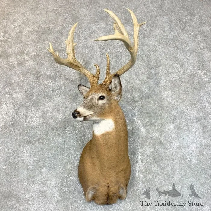 Whitetail Deer Shoulder Taxidermy Mount For Sale