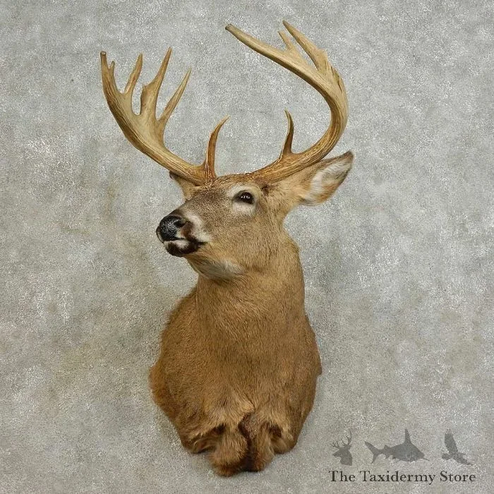 Whitetail Deer Shoulder Taxidermy Mount For Sale