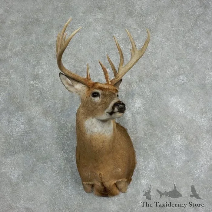 Whitetail Deer Shoulder Taxidermy Mount For Sale
