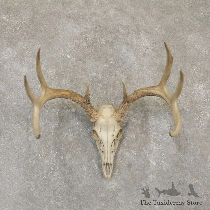 Whitetail Deer Skull European Taxidermy Mount For Sale