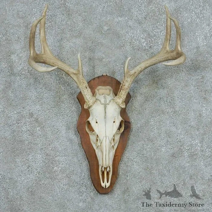 Whitetail Deer Skull European Taxidermy Mount For Sale