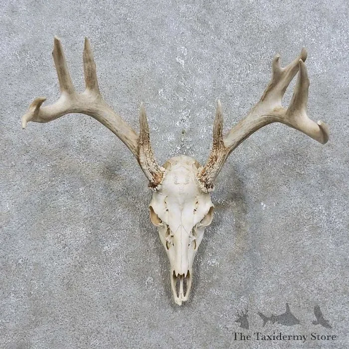 Whitetail Deer Skull European Taxidermy Mount For Sale