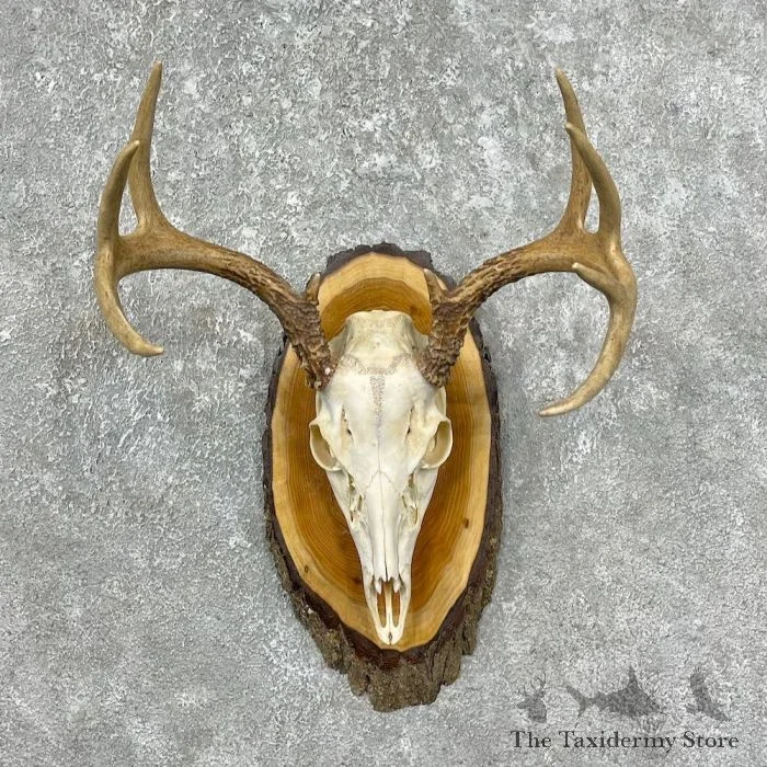 Whitetail Deer Skull European Taxidermy Mount For Sale