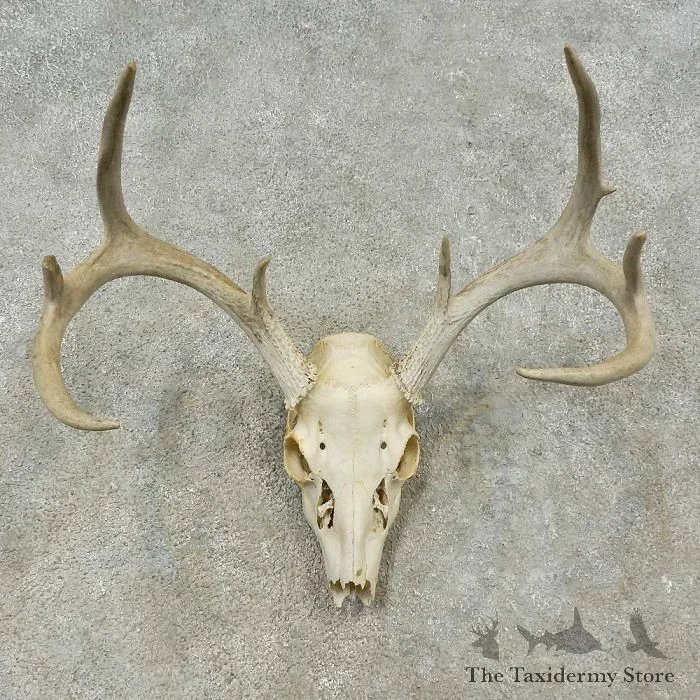Whitetail Deer Skull European Taxidermy Mount For Sale