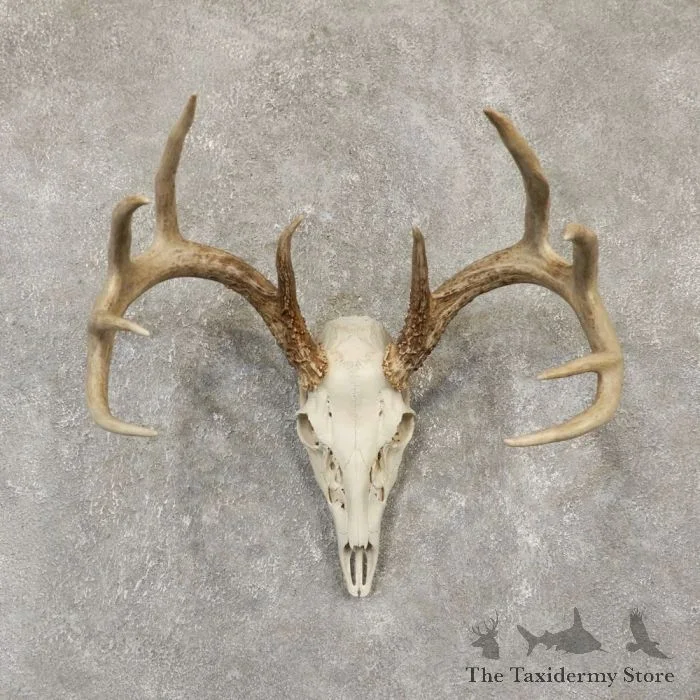 Whitetail Deer Skull European Taxidermy Mount For Sale