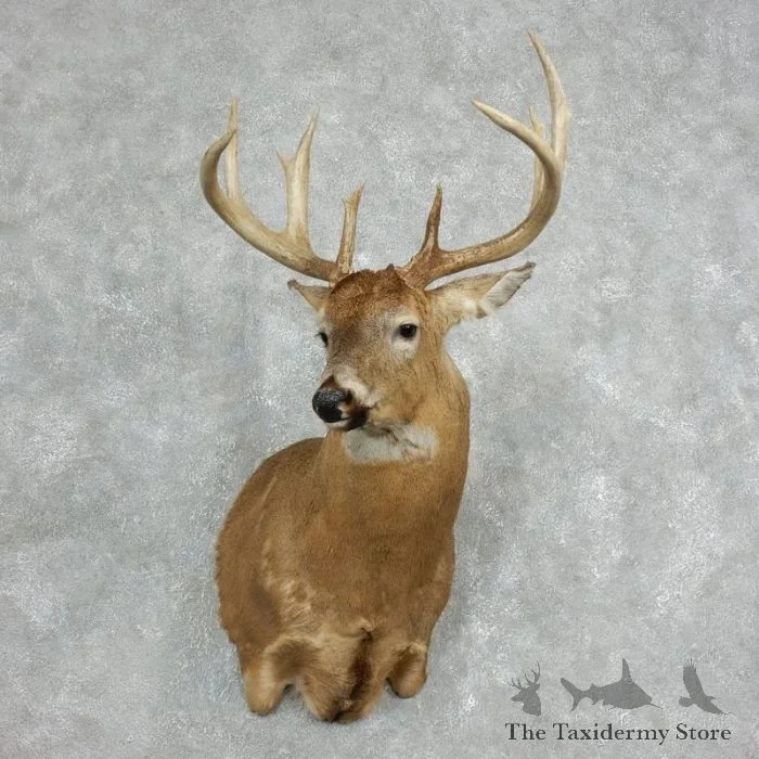 Whitetail Deer Taxidermy Shoulder Mount For Sale