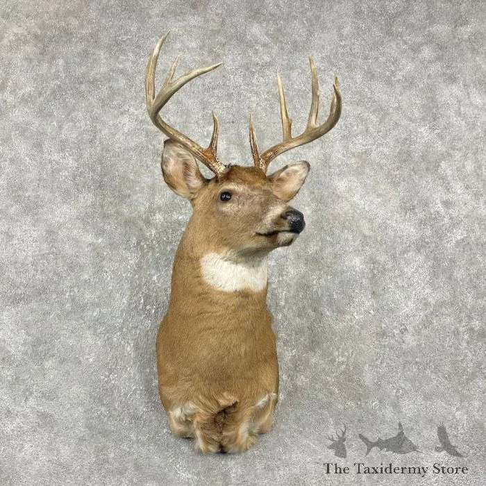 Whitetail Deer Taxidermy Shoulder Mount For Sale
