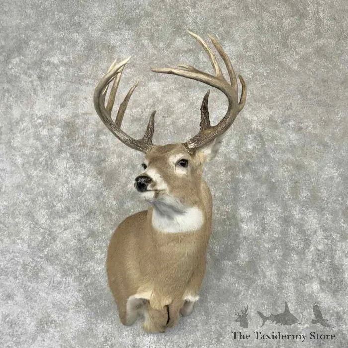 Whitetail Deer Taxidermy Shoulder Mount For Sale