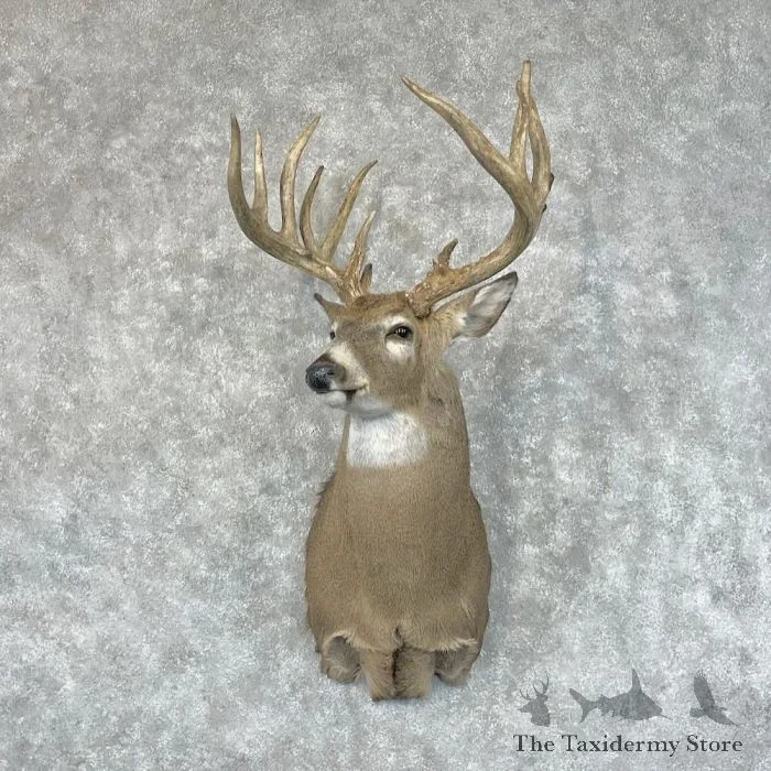 Whitetail Deer Taxidermy Shoulder Mount For Sale