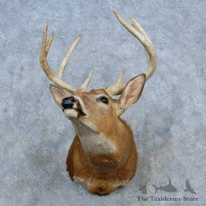 Whitetail Deer Taxidermy Shoulder Mount For Sale