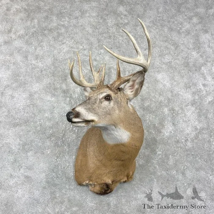 Whitetail Deer Taxidermy Shoulder Mount For Sale