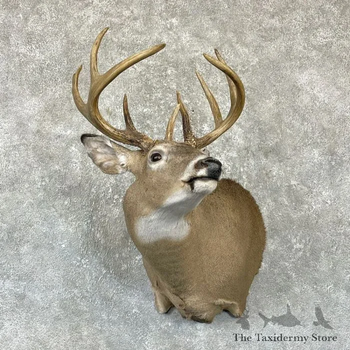 Whitetail Deer Taxidermy Shoulder Mount For Sale