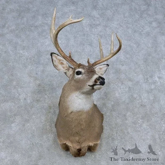 Whitetail Deer Taxidermy Shoulder Mount For Sale