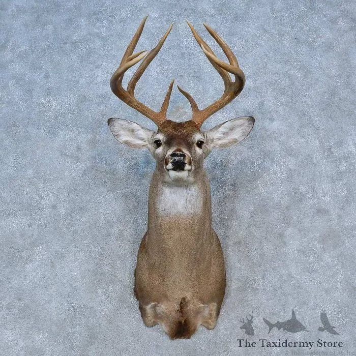 Whitetail Deer Taxidermy Shoulder Mount For Sale