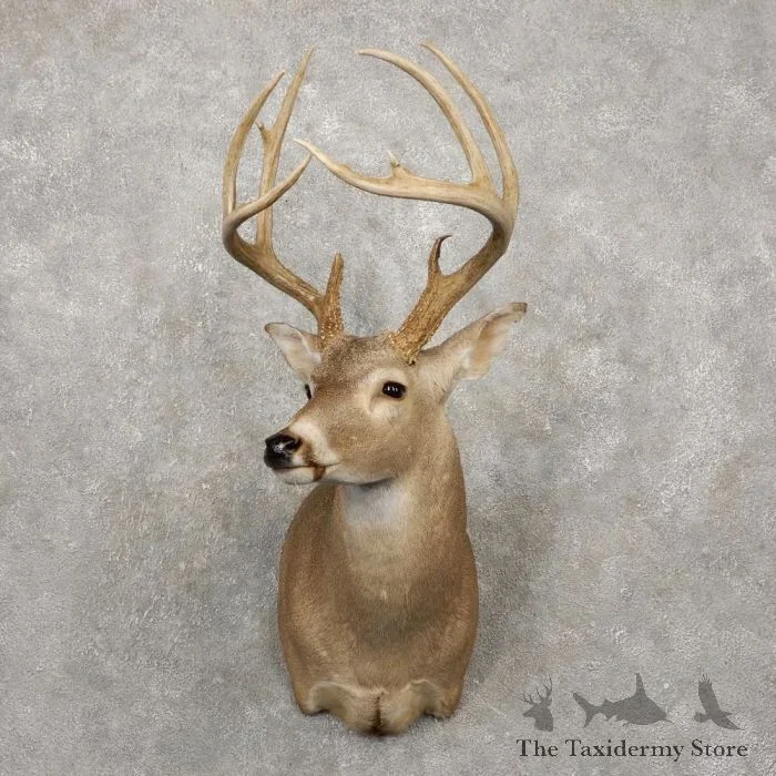 Whitetail Deer Taxidermy Shoulder Mount For Sale