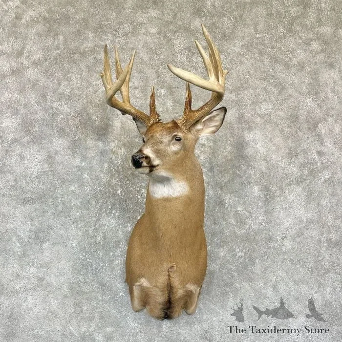 Whitetail Deer Taxidermy Shoulder Mount For Sale