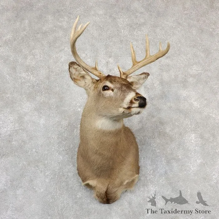 Whitetail Deer Taxidermy Shoulder Mount For Sale