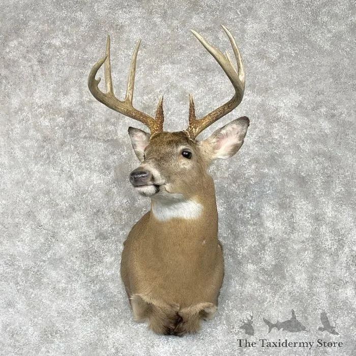 Whitetail Deer Taxidermy Shoulder Mount For Sale
