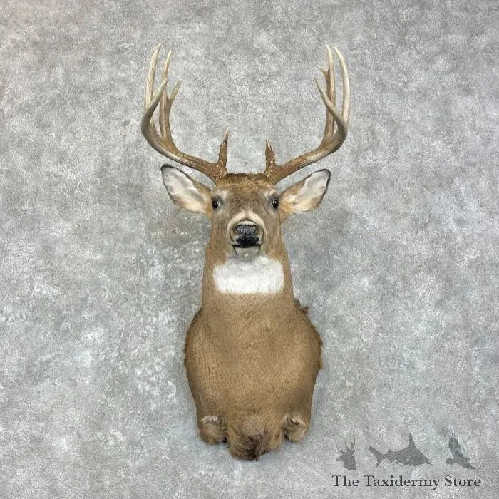 Whitetail Deer Taxidermy Shoulder Mount For Sale