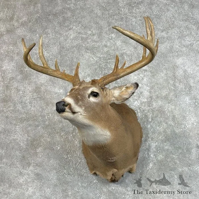 Whitetail Deer Taxidermy Shoulder Mount For Sale