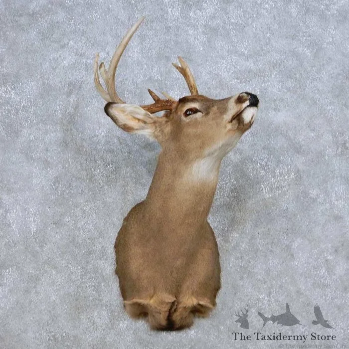 Whitetail Deer Taxidermy Shoulder Mount For Sale