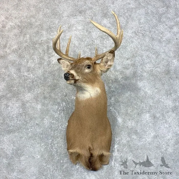 Whitetail Deer Taxidermy Shoulder Mount For Sale