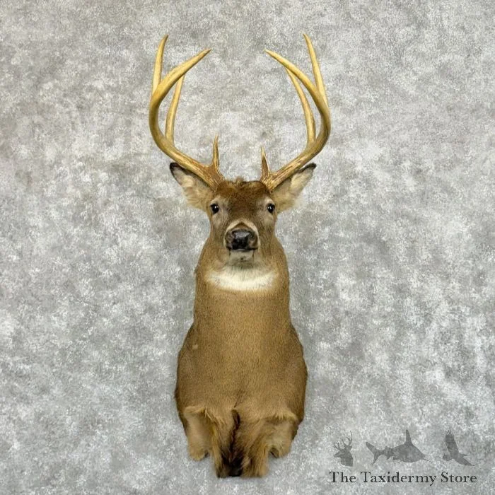 Whitetail Deer Taxidermy Shoulder Mount For Sale