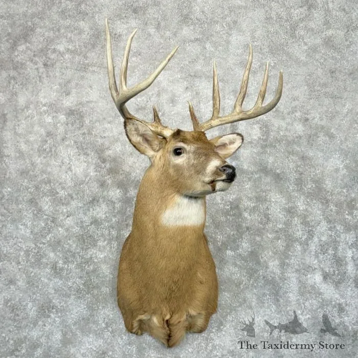 Whitetail Deer Taxidermy Shoulder Mount For Sale