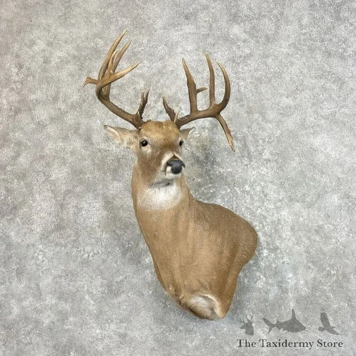 Whitetail Deer Wall Pedestal Taxidermy Mount For Sale