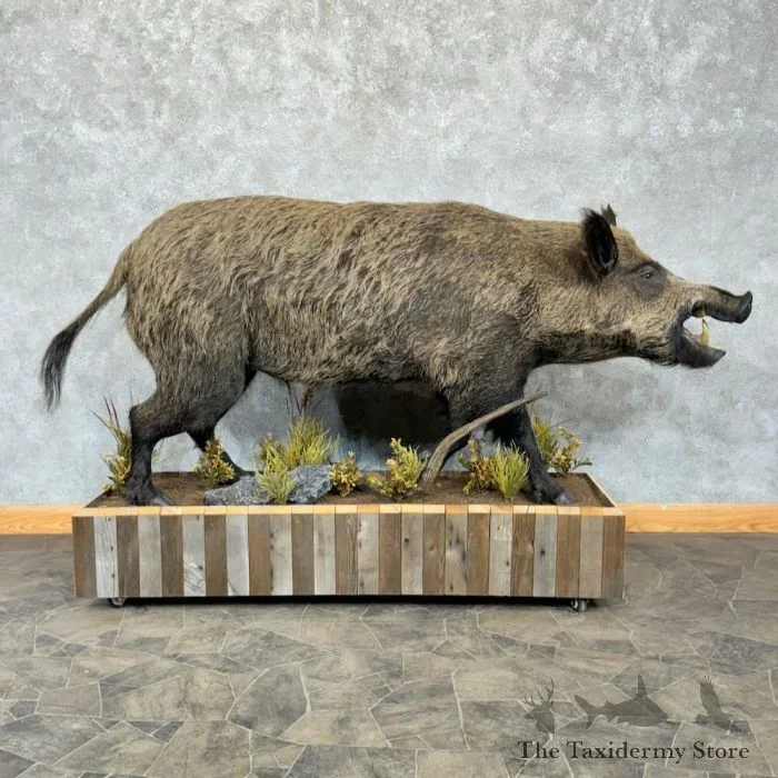 Wild Boar Taxidermy Life-Size Mount For Sale