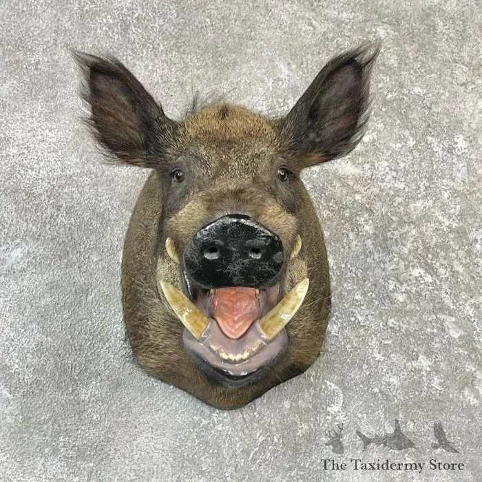 Wild Boar Taxidermy Shoulder Mount For Sale