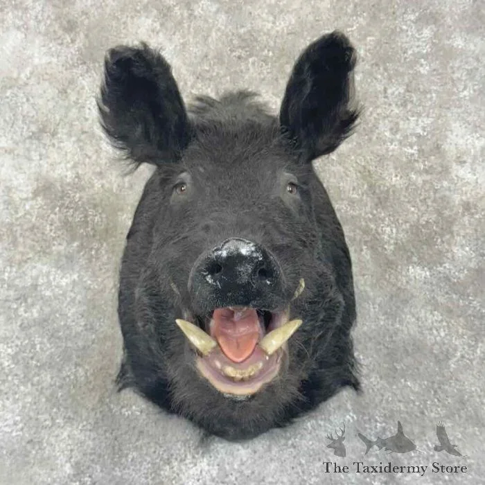 Wild Boar Taxidermy Shoulder Mount For Sale