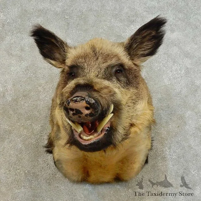 Wild Boar Taxidermy Shoulder Mount For Sale