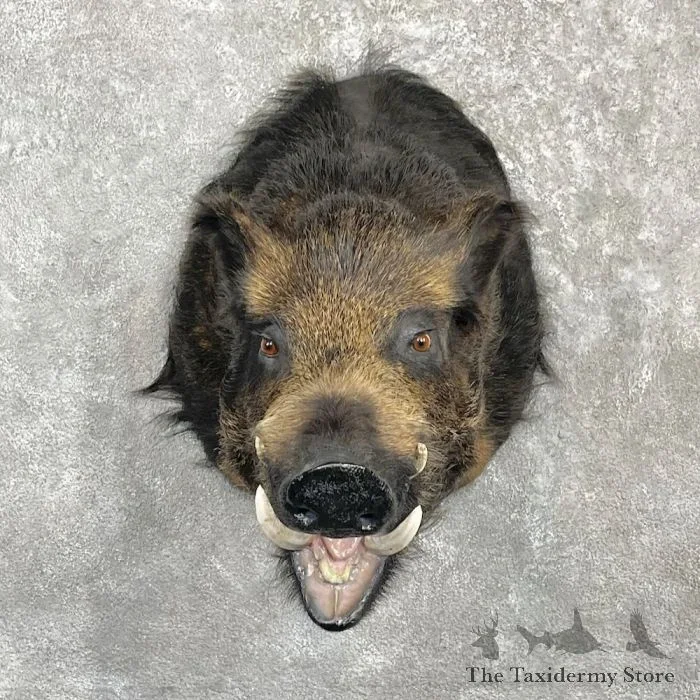 Wild Boar Taxidermy Shoulder Mount For Sale