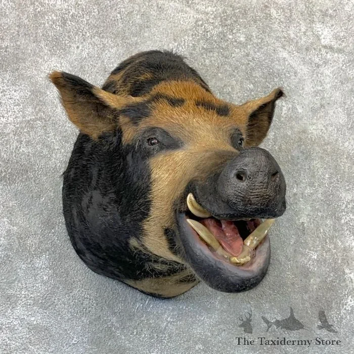Wild Boar Taxidermy Shoulder Mount For Sale