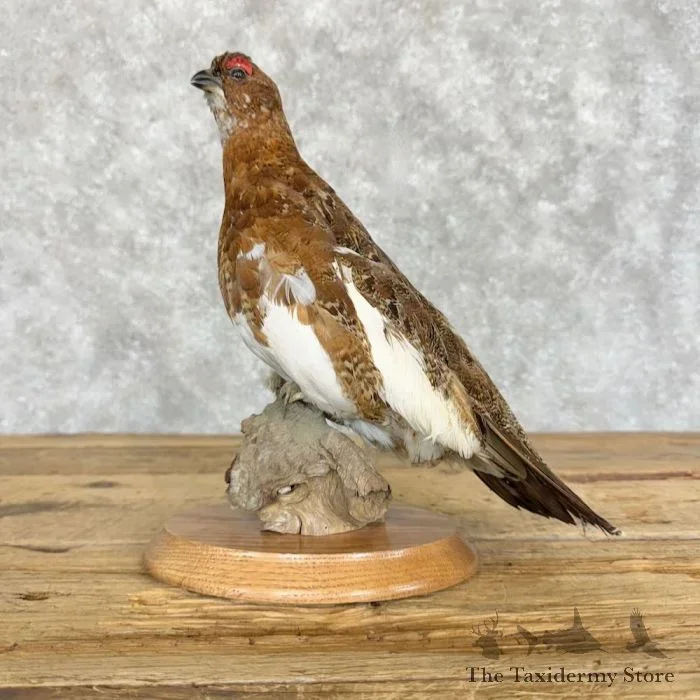 Willow Ptarmigan Taxidermy Mount For Sale