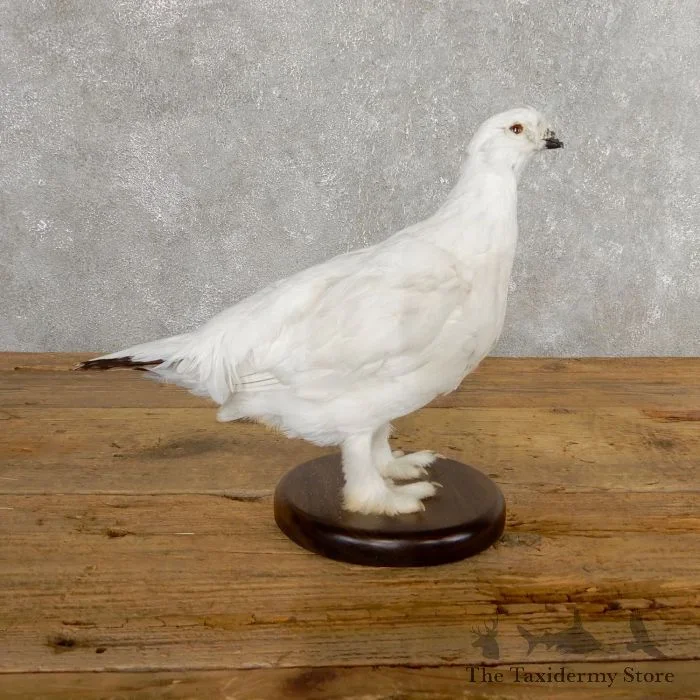 Willow Ptarmigan Taxidermy Mount For Sale