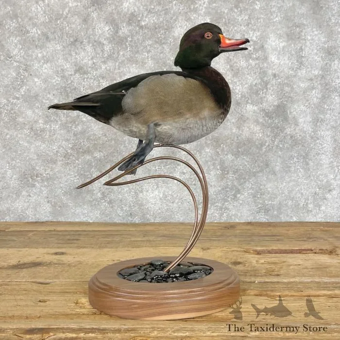 Wood Duck Cross Taxidermy Bird Mount For Sale