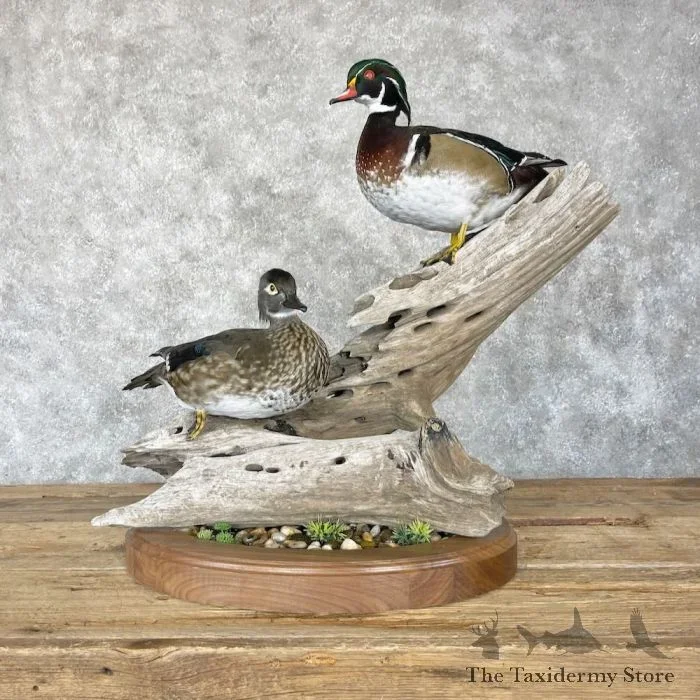 Wood Duck Pair Taxidermy Bird Mount For Sale
