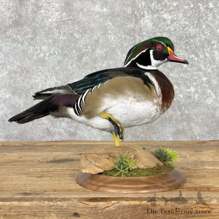 Wood Duck Taxidermy Bird Mount For Sale