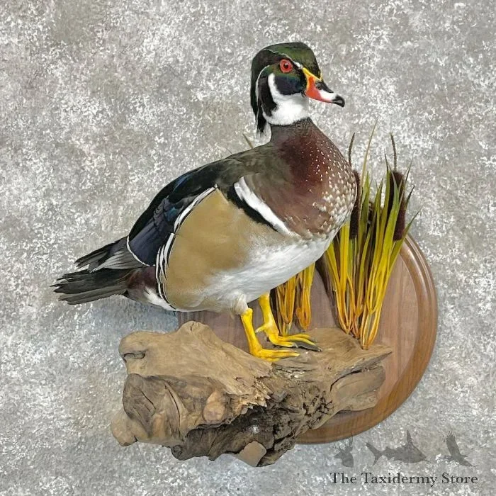Wood Duck Taxidermy Bird Mount For Sale