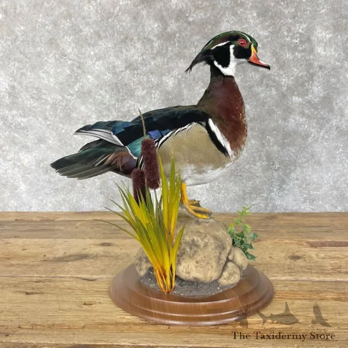 Wood Duck Taxidermy Bird Mount For Sale