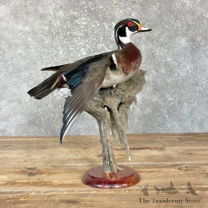 Wood Duck Taxidermy Bird Mount For Sale