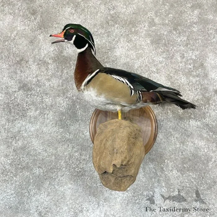 Wood Duck Taxidermy Bird Mount For Sale