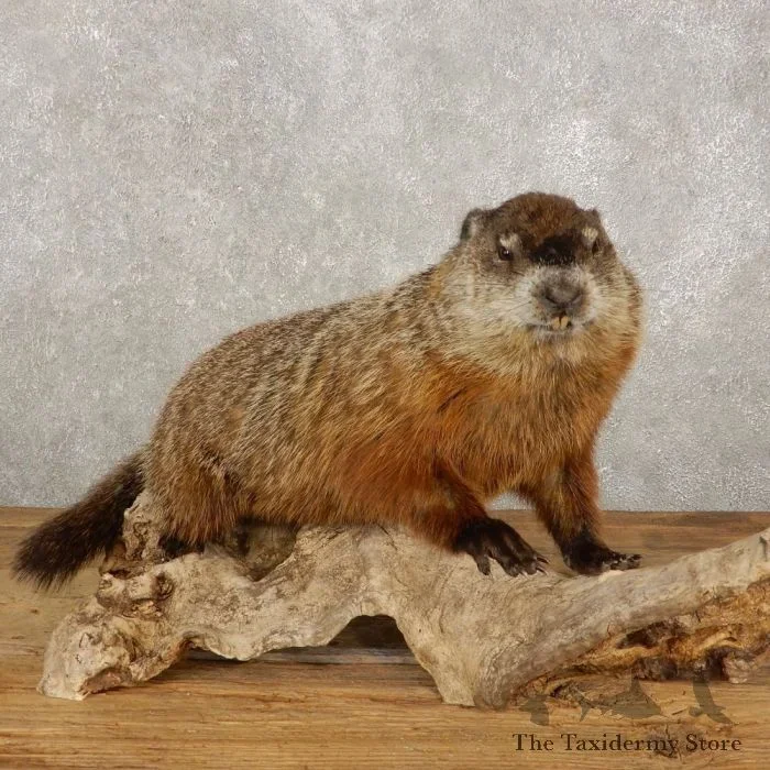 Woodchuck Life-Size Taxidermy Mount For Sale