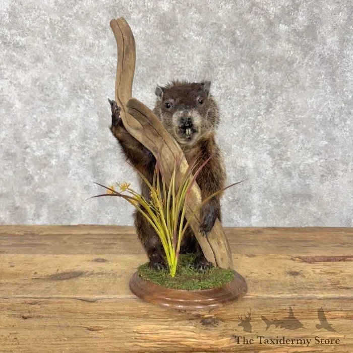 Woodchuck Life-Size Taxidermy Mount For Sale