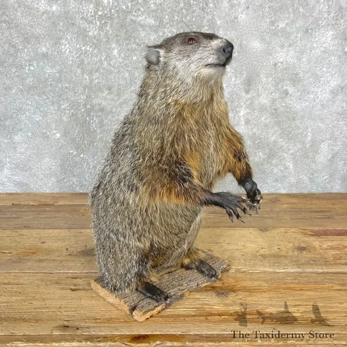 Yellow-Bellied Marmot Life-Size Taxidermy Mount For Sale