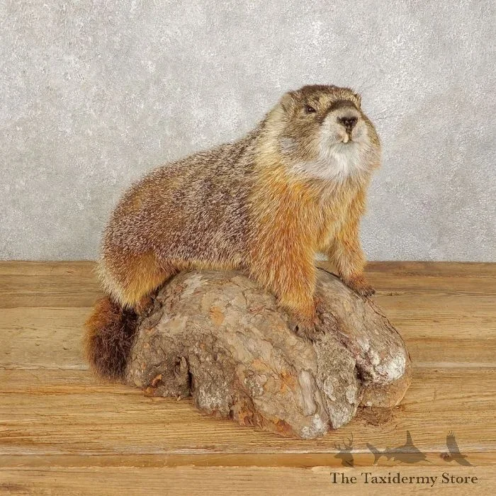 Yellow-Bellied Marmot Life-Size Taxidermy Mount For Sale