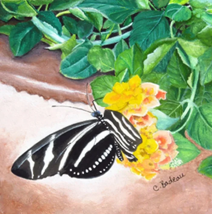 Zebra Butterfly Gouache painting by Carmen Badeau